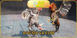 AOG Đá Gà EV88 - Đấu Trường Gay Cấn Không Thể Bỏ Lỡ 2025