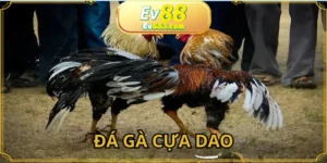 Đá Gà Cựa Dao: Hình Thức Tranh Tài Sát Phạt Của Chiến Kê