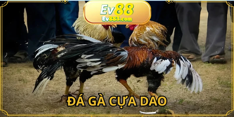 Đá Gà Cựa Dao: Hình Thức Tranh Tài Sát Phạt Của Chiến Kê