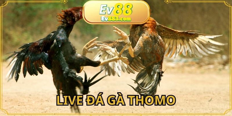 LIVE Đá Gà Thomo Các Trận Đấu Kịch Tính Tại EV88 2025