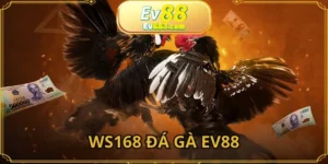 WS168 Đá Gà EV88 - Siêu Phẩm Cá Cược Đá Gà Online 2025